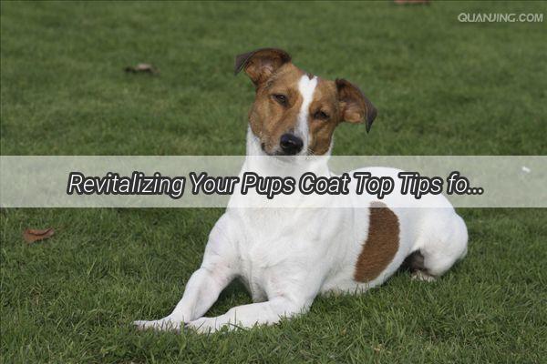 Revitalizing Your Pups Coat Top Tips for Fixing OverTrimmed Dog Hair